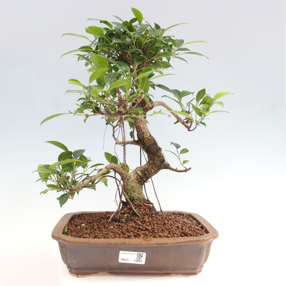 Izbová bonsai - Ficus kimmen - malolistý fikus