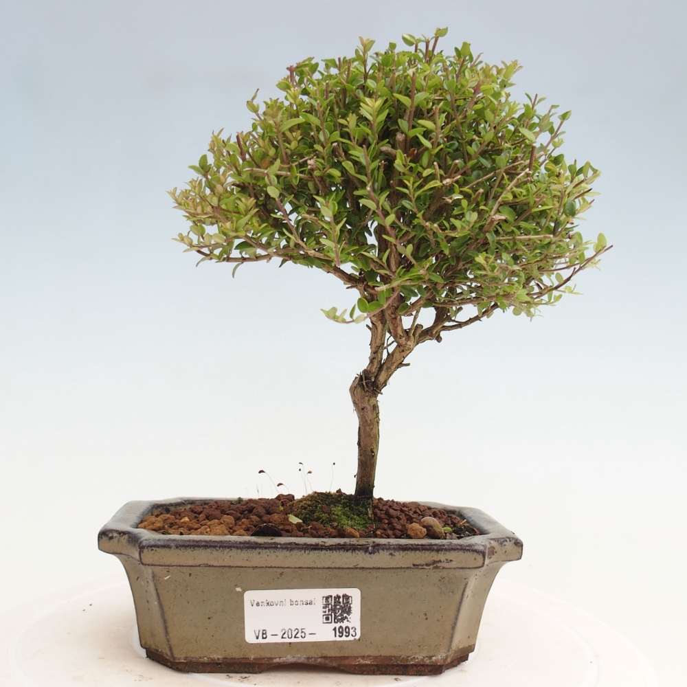 Vonkajší bonsai-Lonicera nitída Twiggy-Zimolez