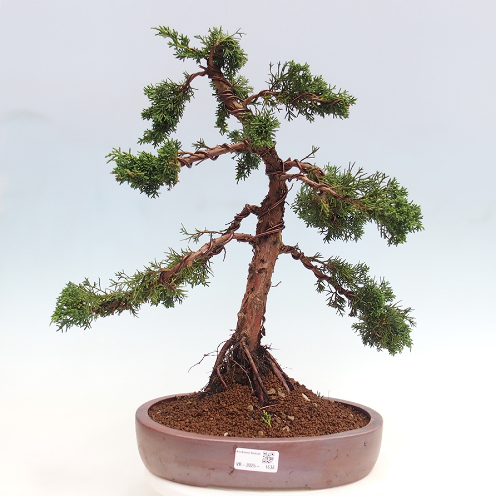 Vonkajšie bonsai - Juniperus chinensis Kishu -Jalovec čínsky