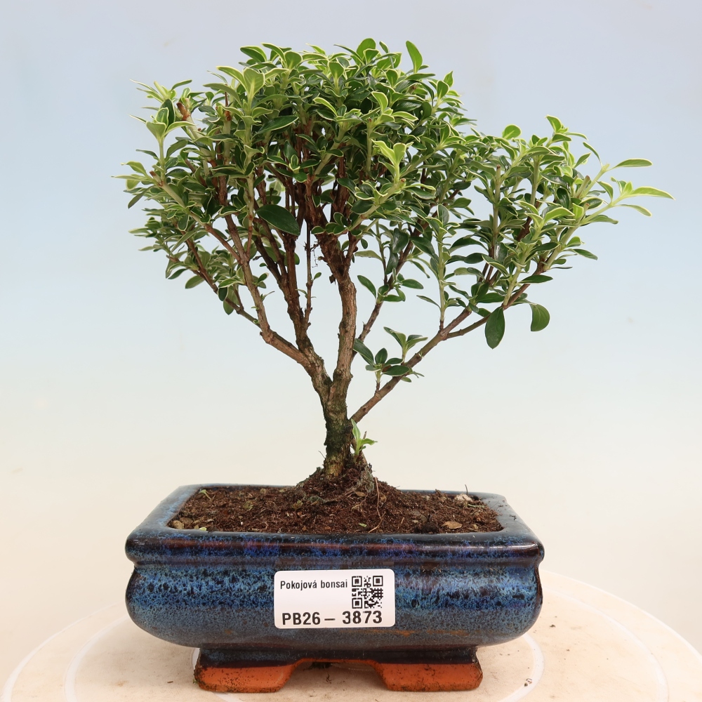 Izba bonsai – Serissa foetida Variegata – Strom tisíc hviezd