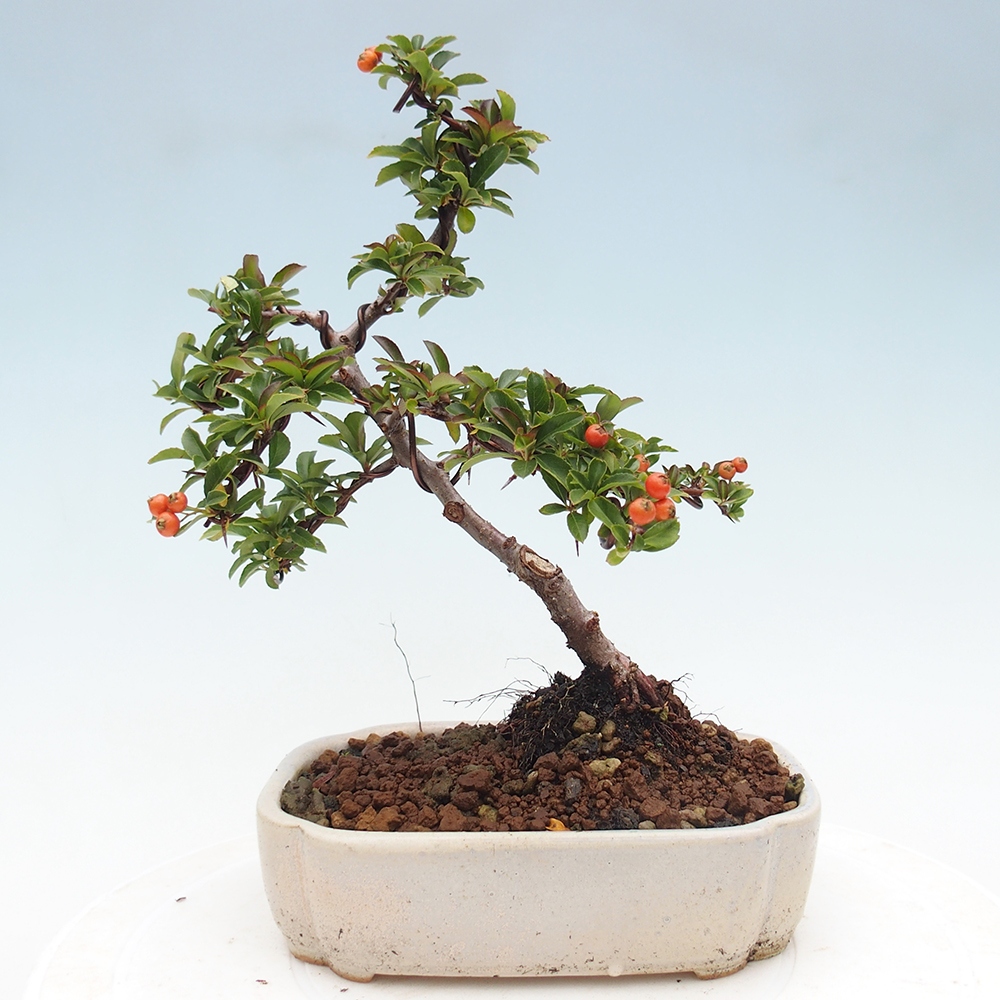 Vonkajšie bonsaje-Pyracantha Teton -Hlox