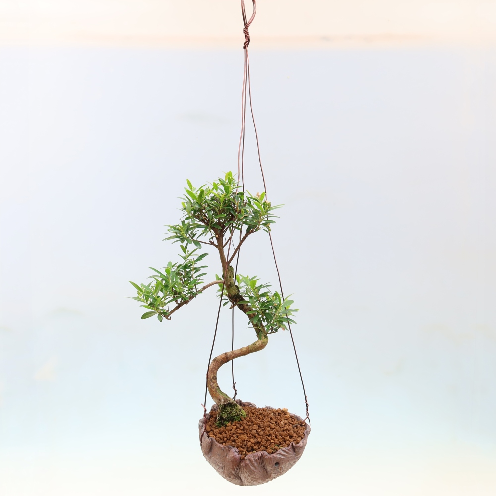 Kokedama v keramike – Syzygium – Pimentovník