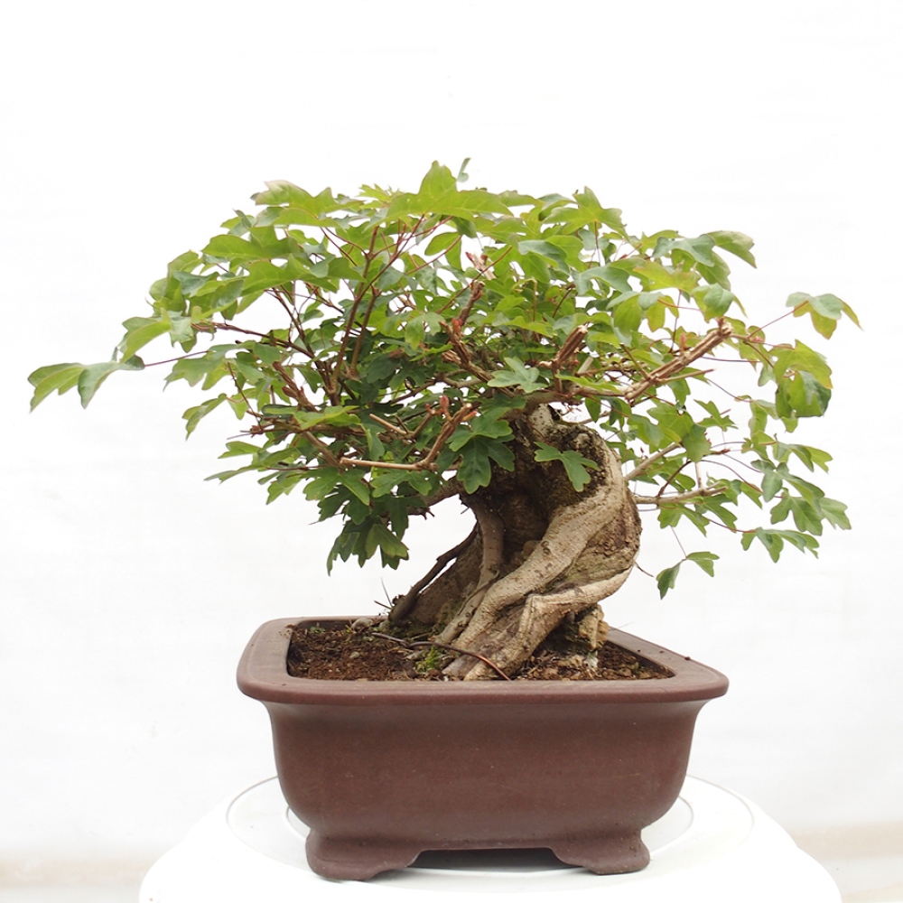 Vonkajší bonsai -Javor babyka - Acer campestre