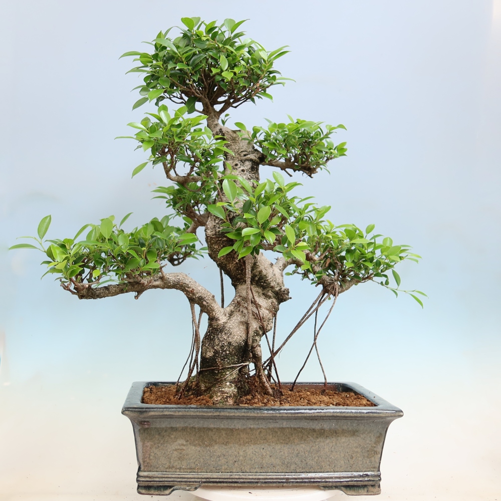 Izbové bonsaje - Ficus kimmen - drobnolistý fikus