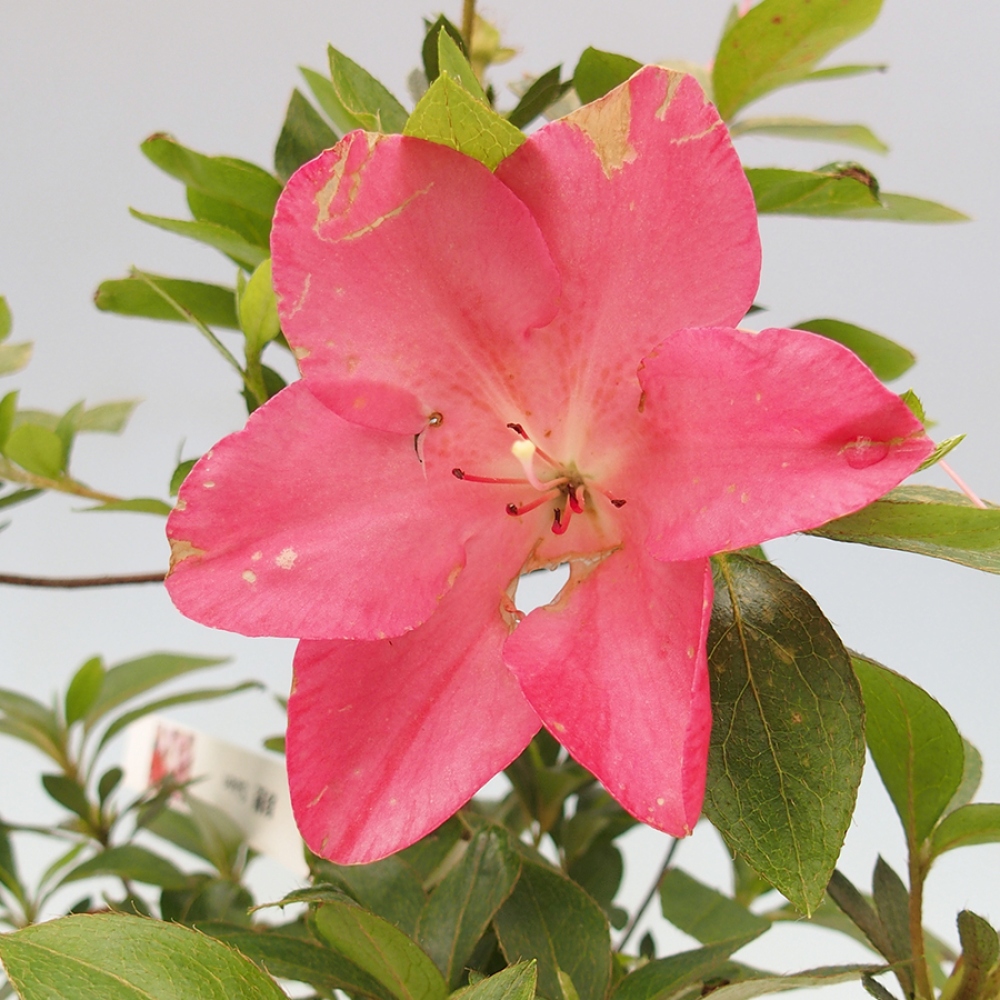 Vonkajší bonsai - Japonská azalka - Azalea Saien