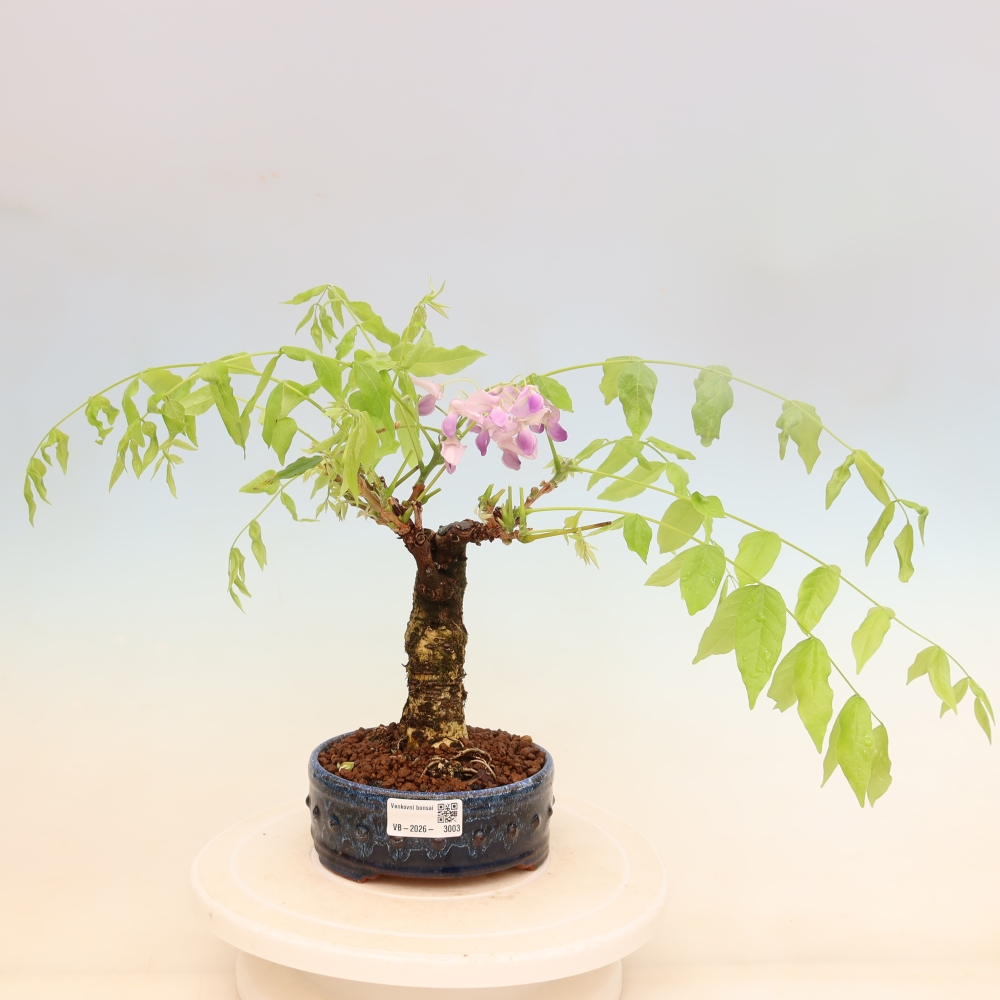 Vonkajšie bonsaje - Wisteria floribunda