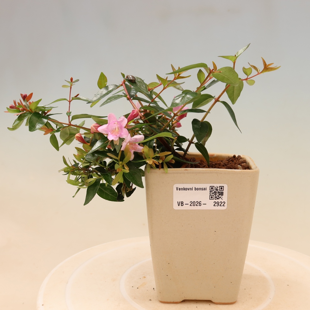 Vonkajší bonsai – Abelia Edward Goucher – Abelia veľkokvetá