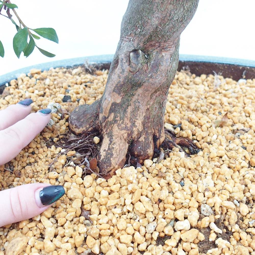 Vonkajší bonsaj - Japonská azalka - Azalka CHIHIRO