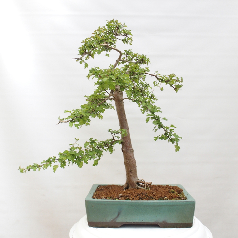 Vonkajší bonsai - Hloh - Crataegus monogyna