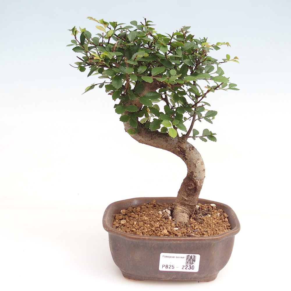 Izbová bonsai-malolistá brest 