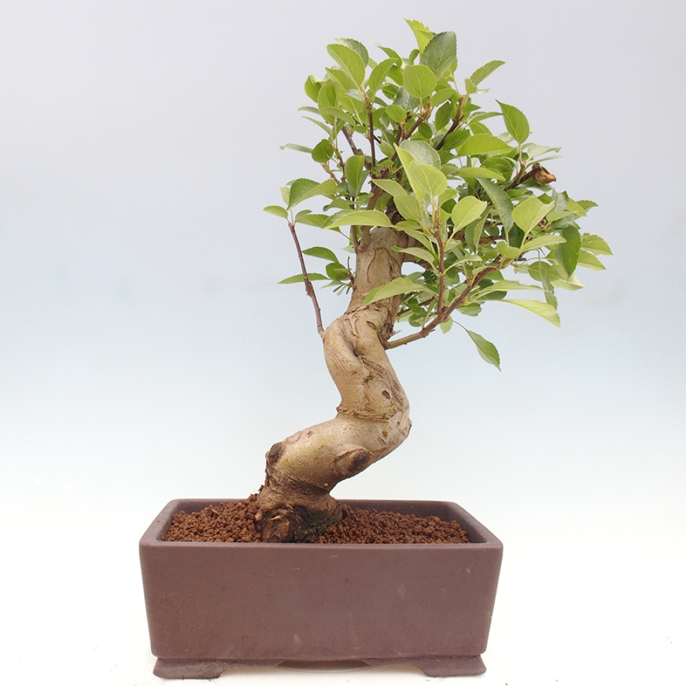 Vonkajší bonsai -Malus halliana - Maloplodá jabloň