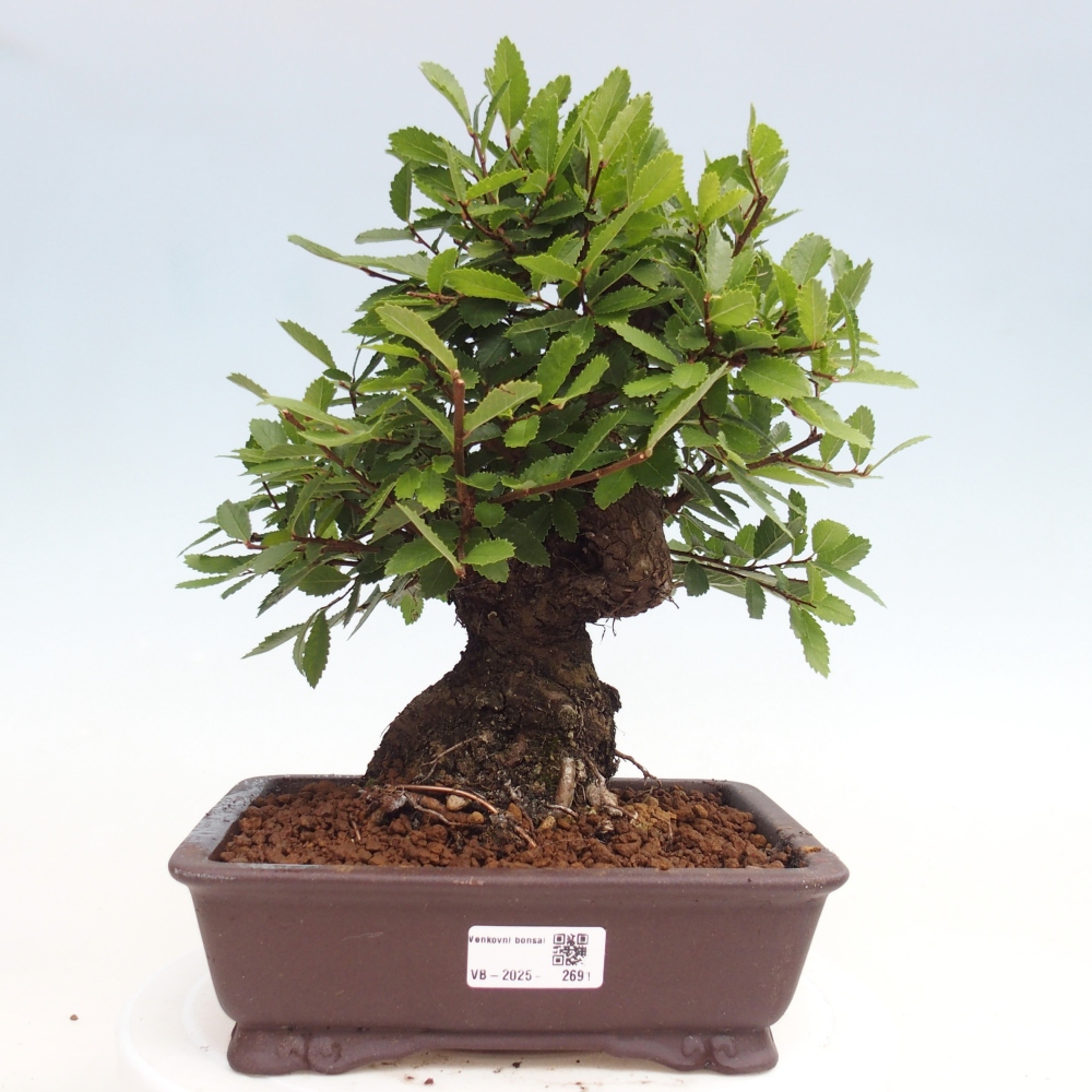 Vonkajšie bonsai - Zelkova - Zelkova Nirom