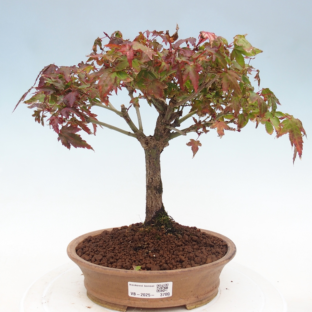 Acer palmatum KIOHIME - Javor palmetový