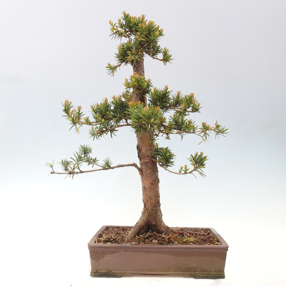 Vonkajší bonsai - Taxus cuspidata - Tis japonský