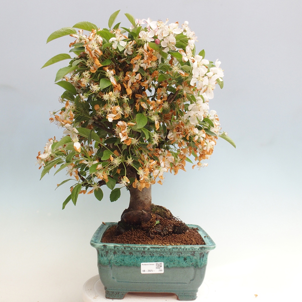 Vonkajší bonsai -Malus halliana - Maloplodá jabloň