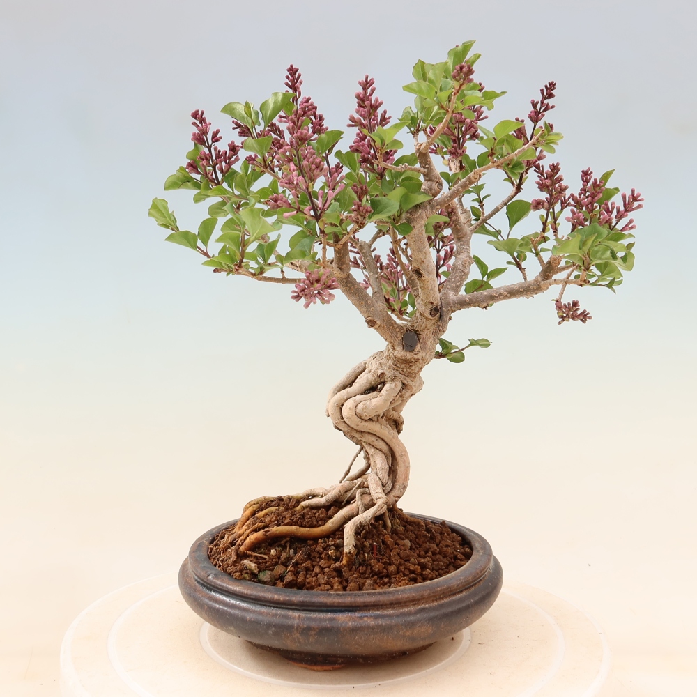 Vonkajší bonsaj - Syringa microphylla - drobnokvetý šeřík