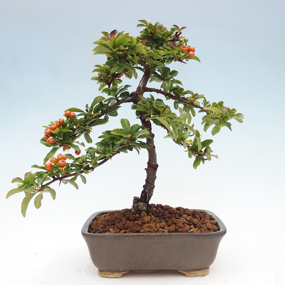 Vonkajšie bonsaje-Pyracantha Teton -Hlox