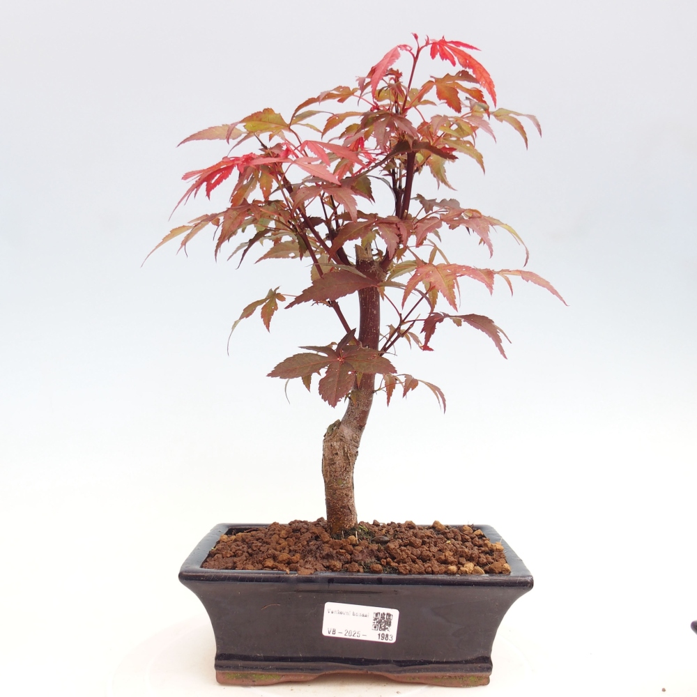 Vonkajší bonsai - Acer palm. Atropurpureum-Javor dlanitolistý