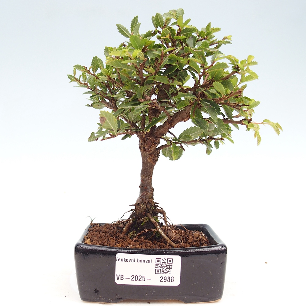 Vonkajší bonsai - Ulmus parvifolia Sagei - Malolistý brest