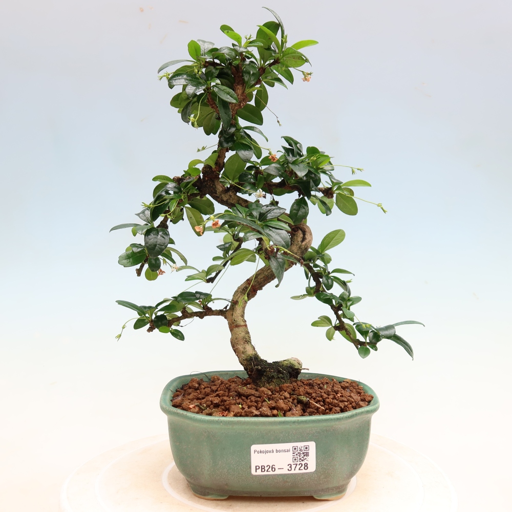 Izbové bonsaje - Carmona macrophylla - Tea fuki