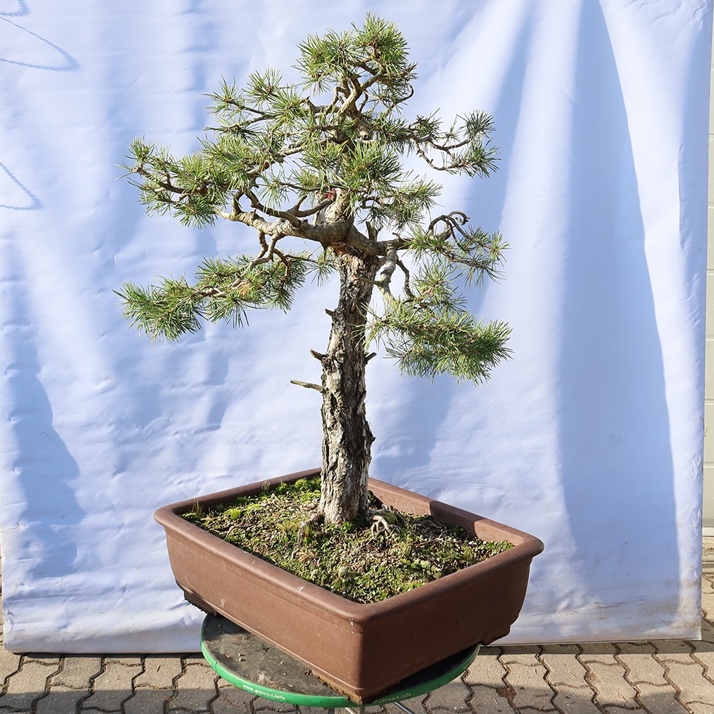 Pinus sylvestris Španielsko – borovica lesná