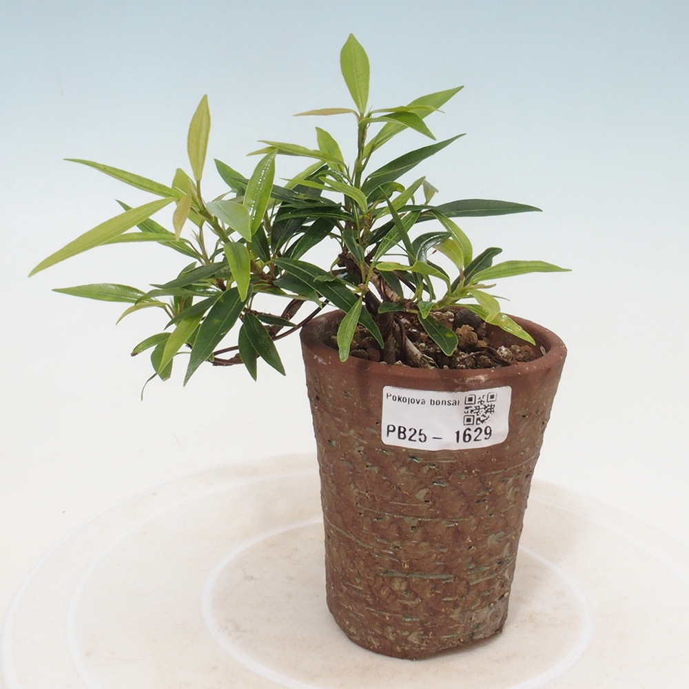 Izbová bonsai - Ficus nerifolia - malolistý fikus