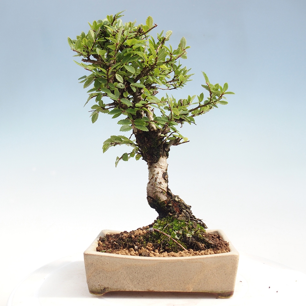 Vonkajšie bonsai - Zelkova - Zelkova Nirom
