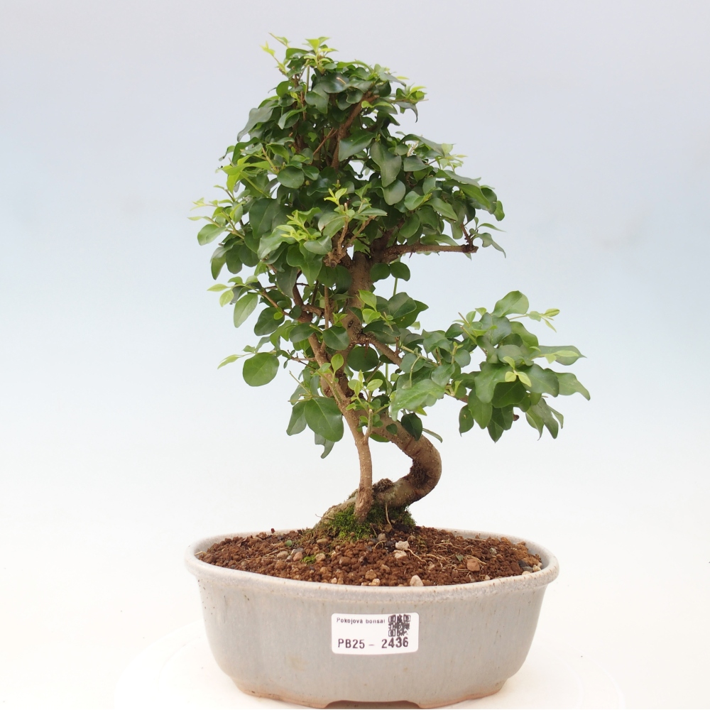 Izbová bonsai -Ligustrum chinensis - Vtáčí zob