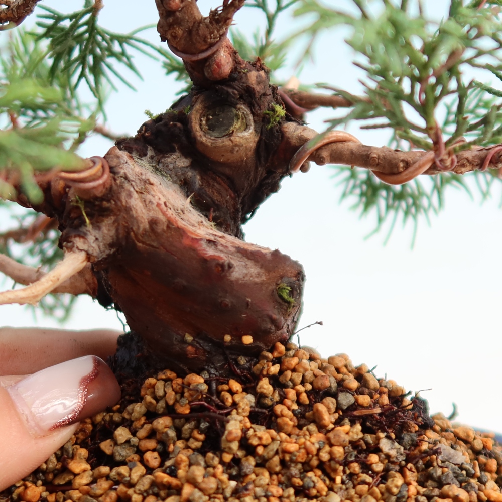 Vonkajší bonsai - Juniperus chinensis Itoigawa -Jalovec čínsky