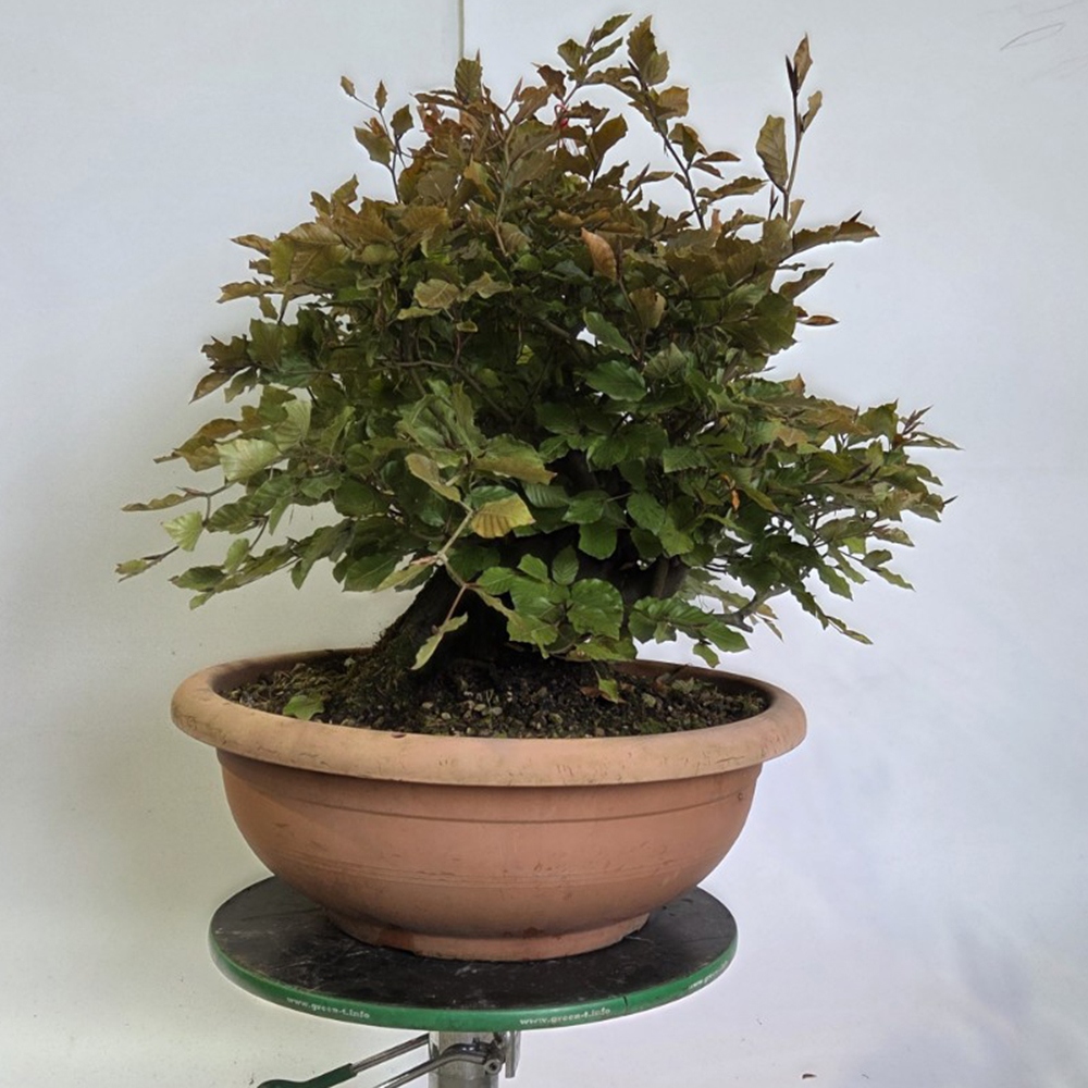 Vonkajšia bonsai-Fagus sylvatica