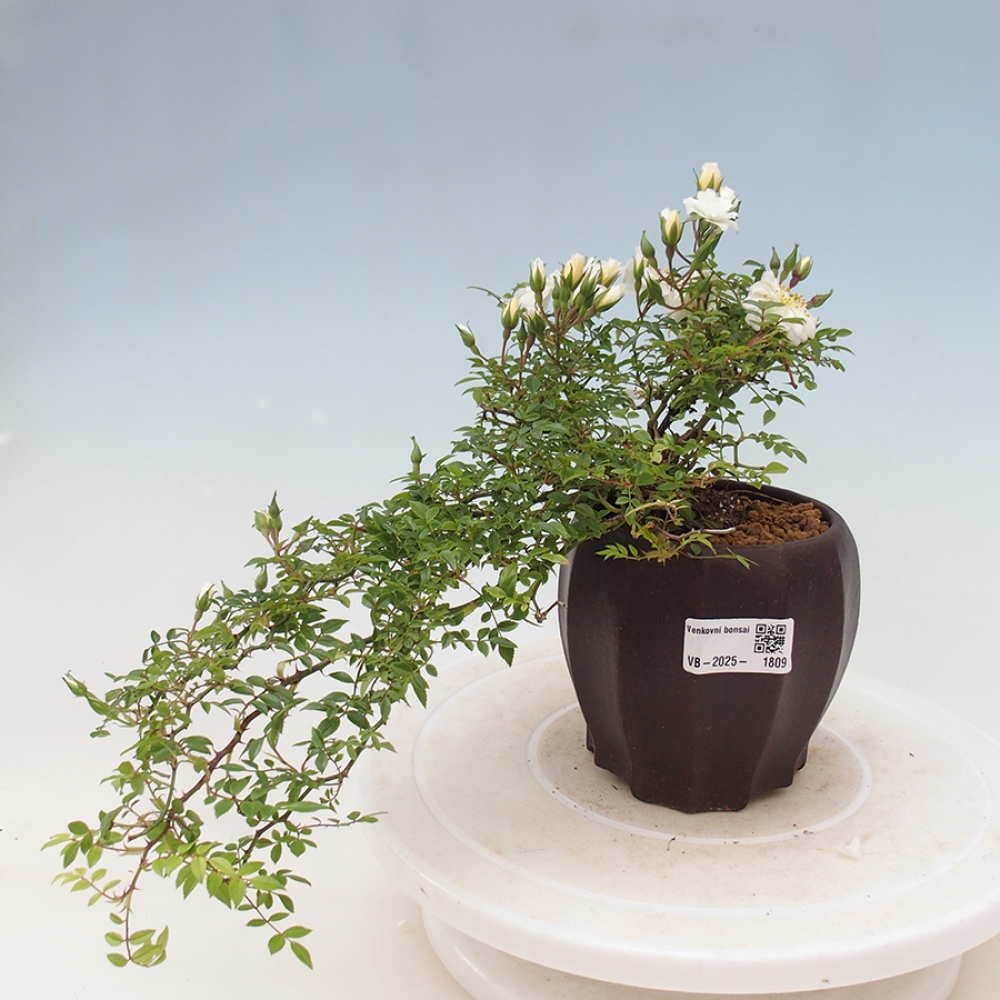 Vonkajší bonsai - Rosa Sea Foam - ruža