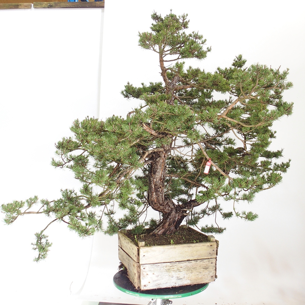Yamadori - Pinus sylvestris Španielsko