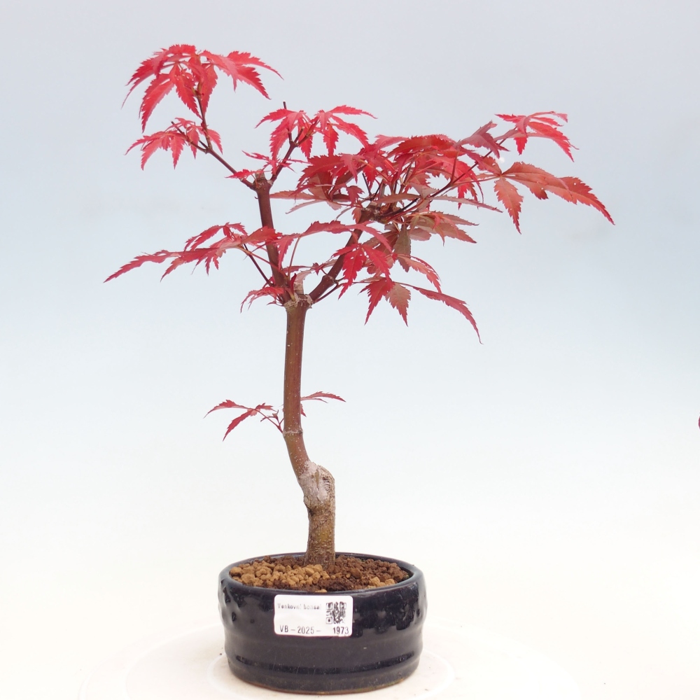 Vonkajší bonsai - Acer palm. Atropurpureum-Javor dlanitolistý