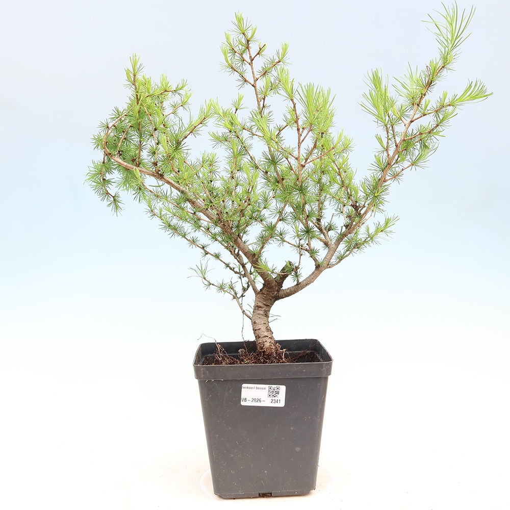 Vonkajšie bonsaje -Larix decidua - Smrekovec