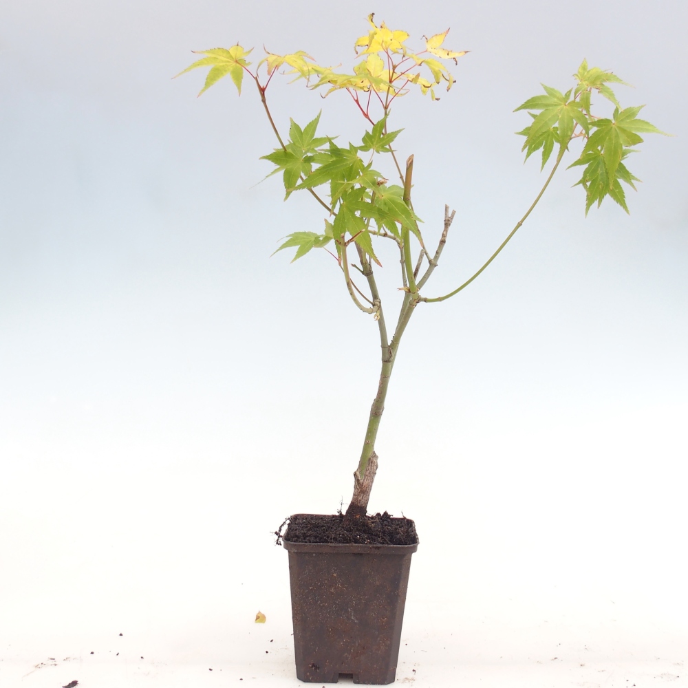 Vonkajšia bonsaj -Javorská zlatá palma - Acer palmatum Aureum v nádobe