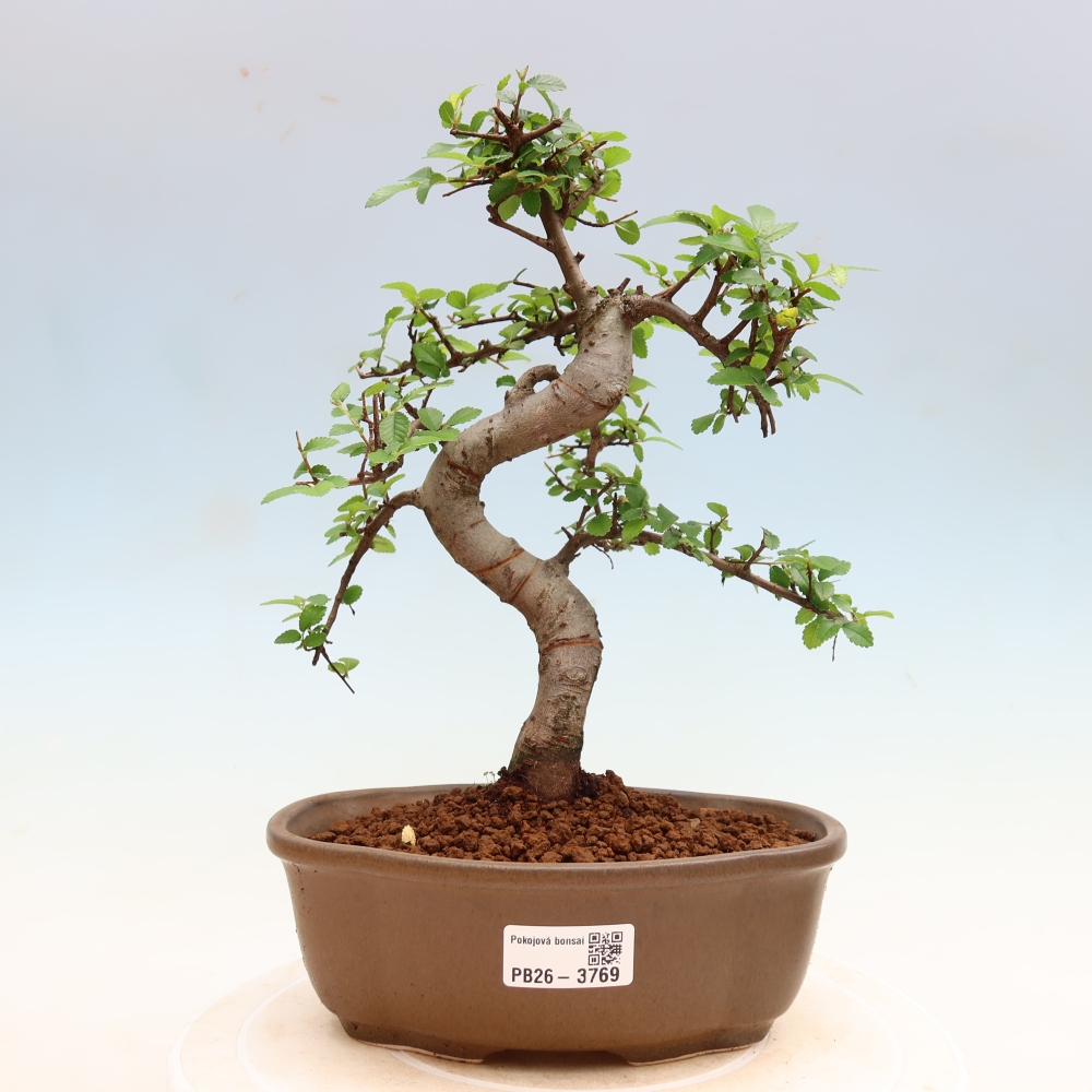 Izbový bonsaj - Ulmus parvifolia - brest malolistý