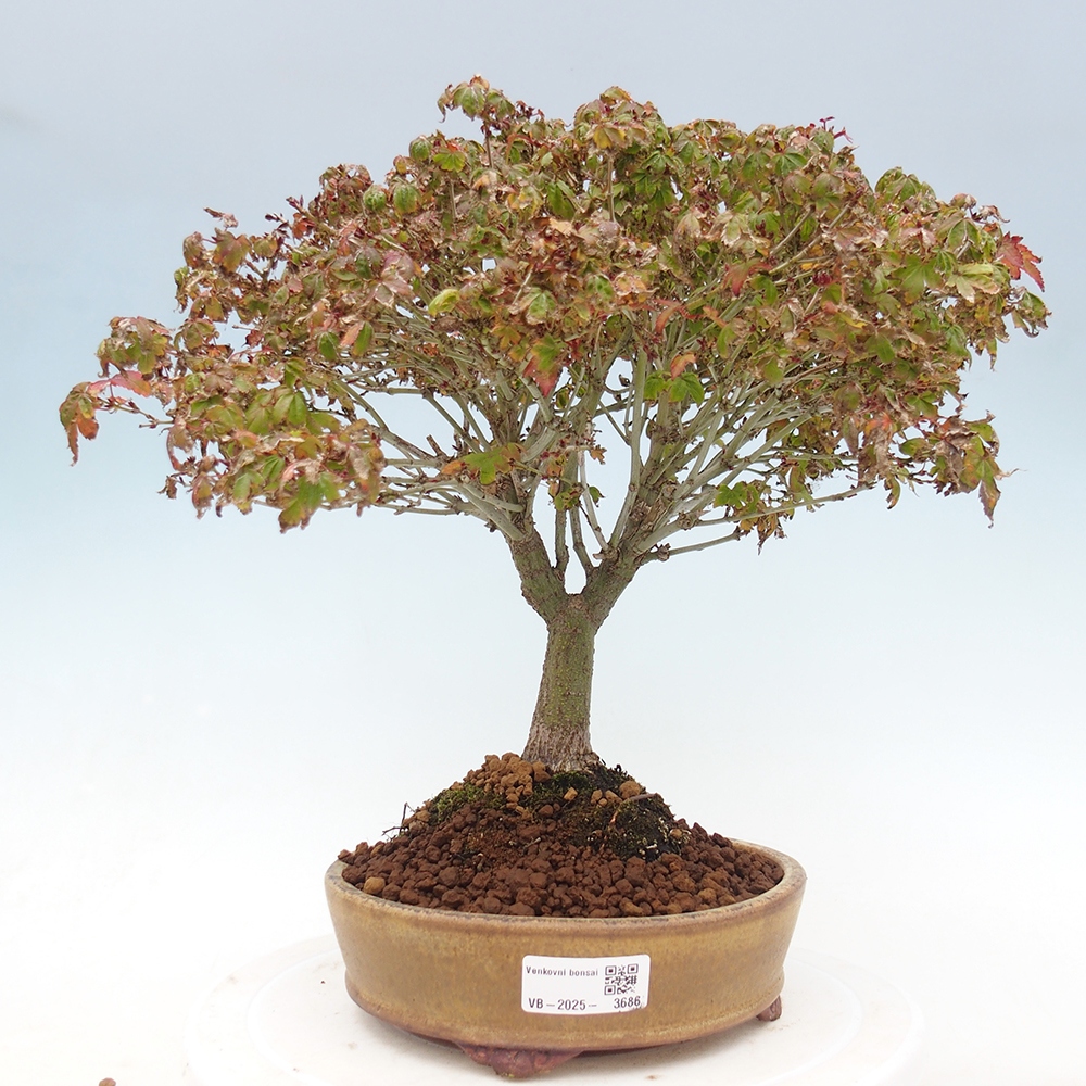 Acer palmatum KIOHIME - Javor palmetový