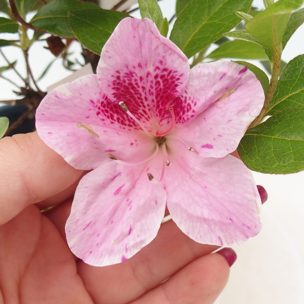 Vonkajší bonsai - Japonská azalka - Azalea Kaminojamakirin