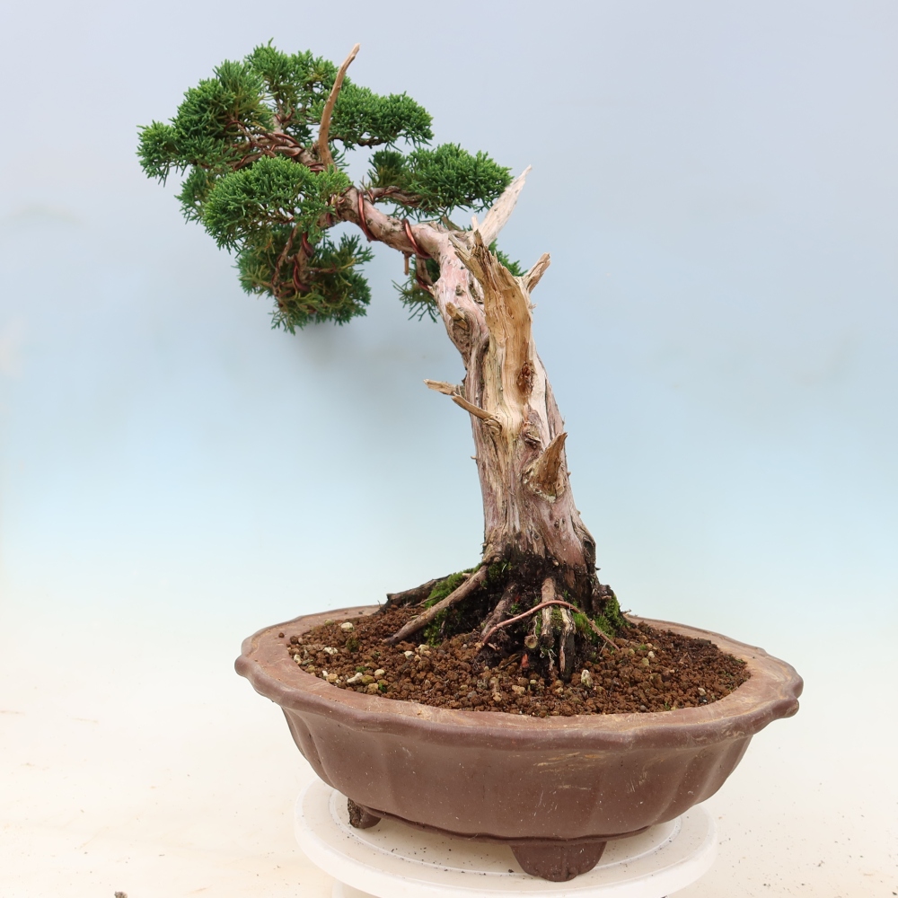 Vonkajší bonsaj - Juniperus chinensis Kishu