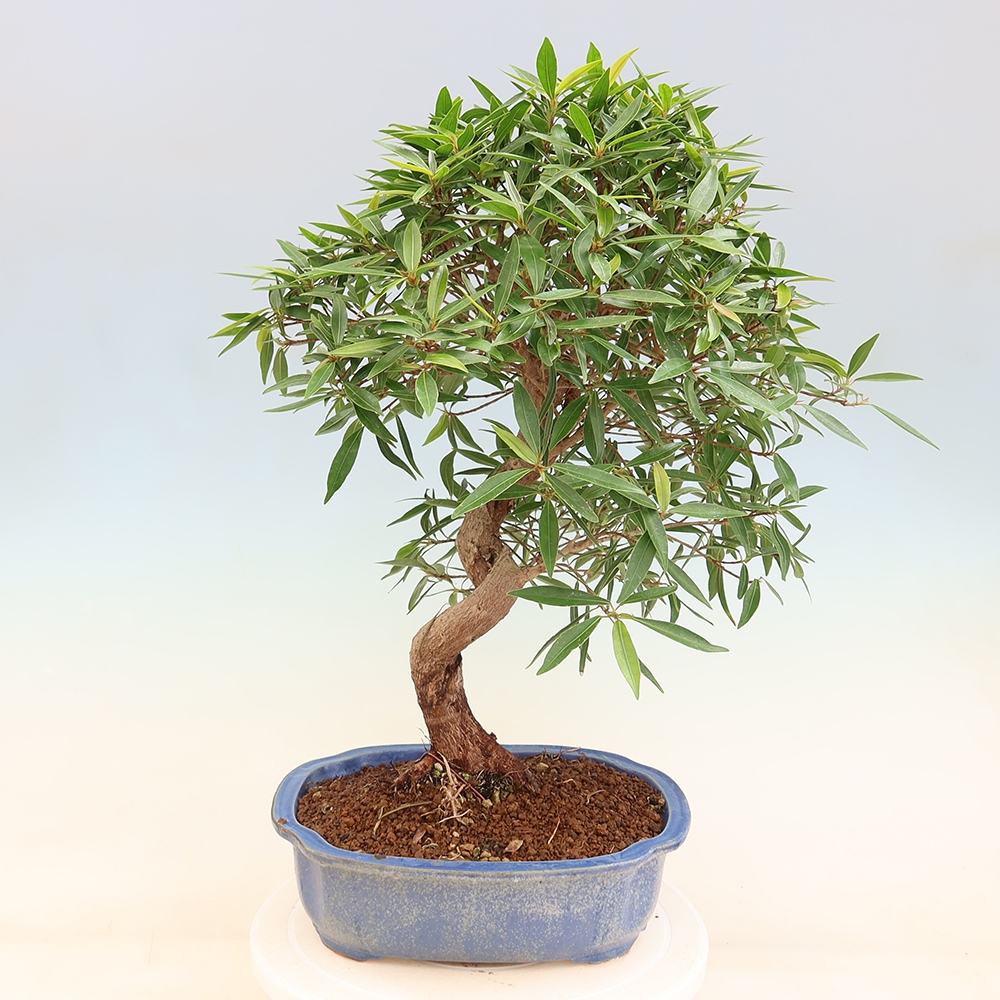 Izbové bonsaje - Ficus nerifolia - fíkus drobnolistý