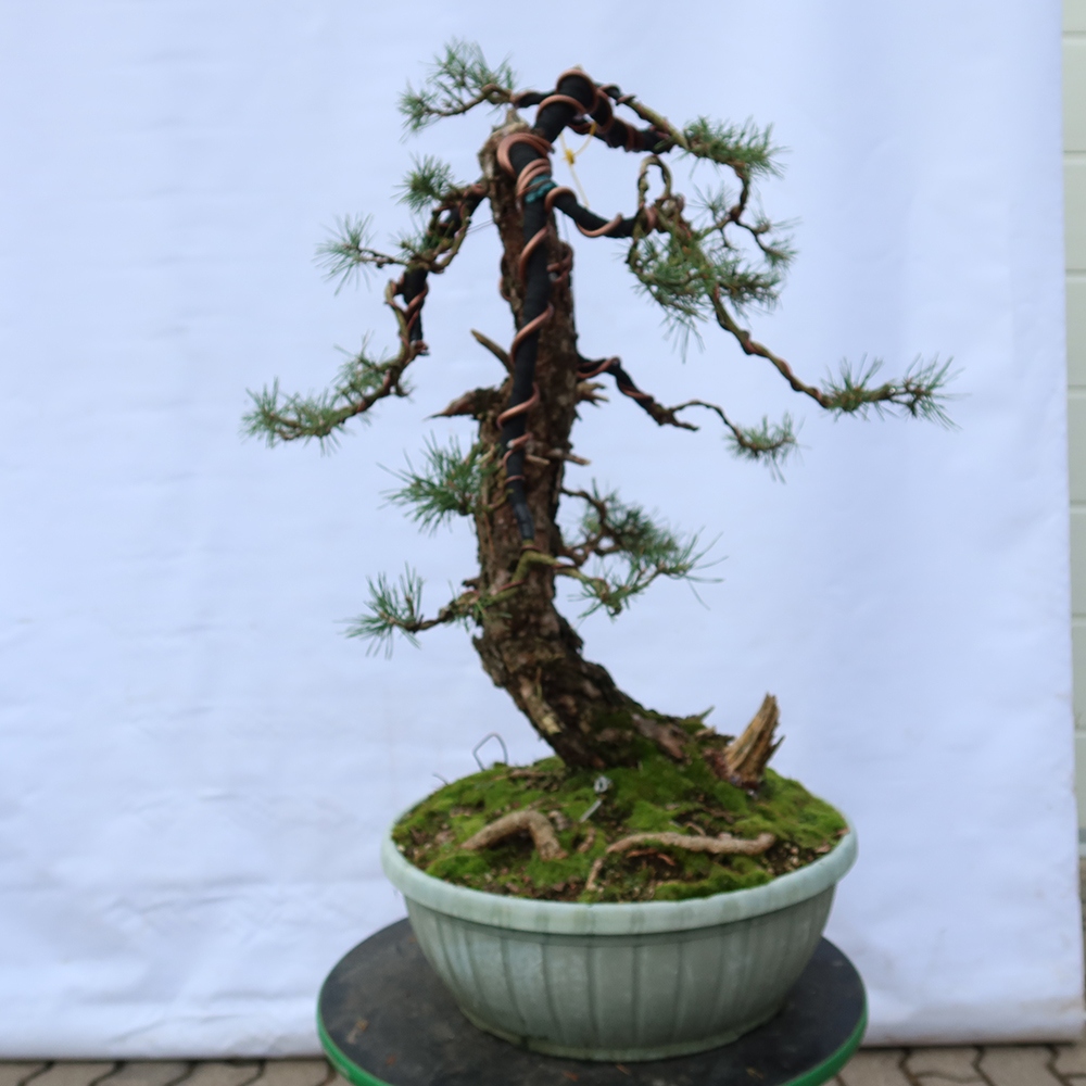 Pinus sylvestris Španielsko – borovica lesná