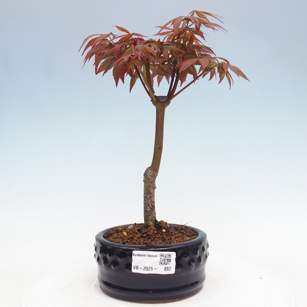 Vonkajší bonsai - Acer palm. Atropurpureum-Javor dlanitolistý