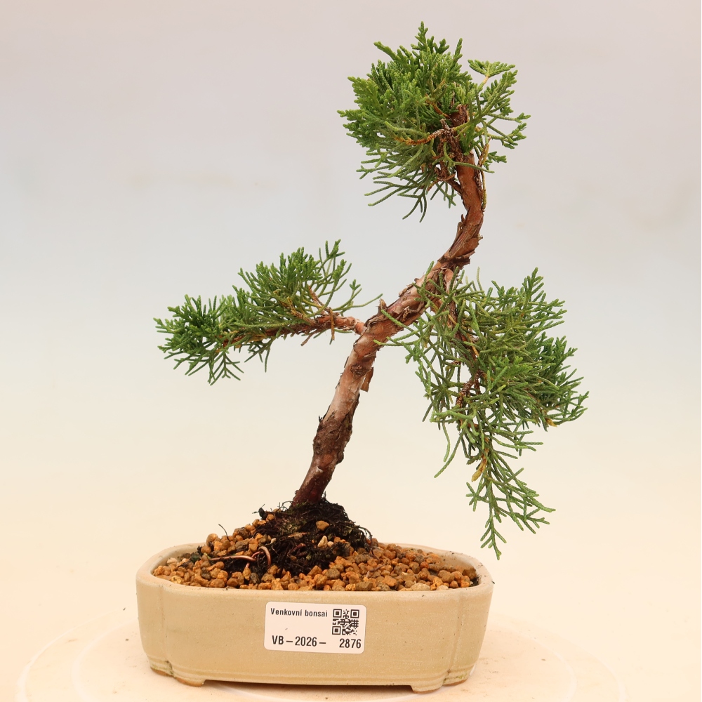 Vonkajší bonsaj - Juniperus chinensis Kishu