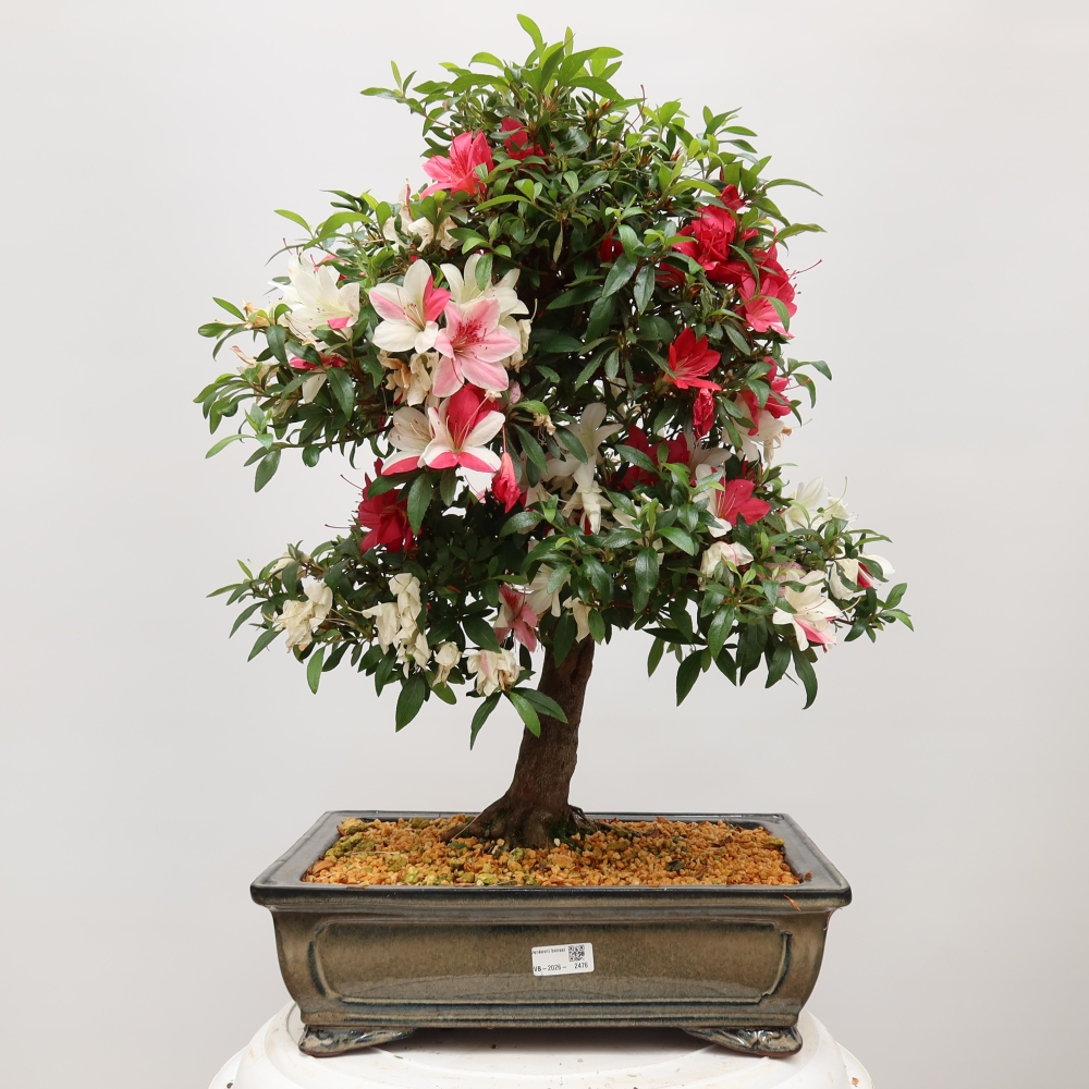 Vonkajšie bonsaje - Japonské azalky - Azalea satsuki