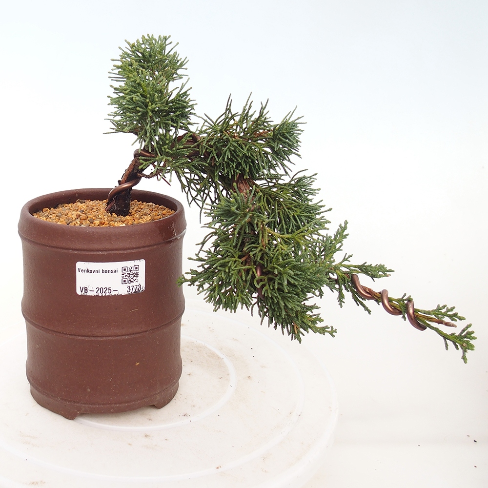 Vonkajší bonsaj - Juniperus chinensis Kishu