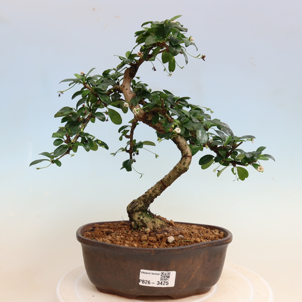 Izbové bonsaje - Carmona macrophylla - Tea fuki