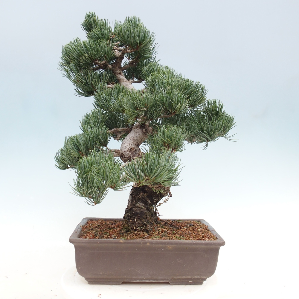 Vonkajšie bonsai - Pinus parviflora - Borovica drobnokvetá