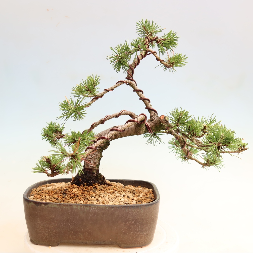 Vonkajšie bonsaje – Pinus mugo Humpy – borovica krivá