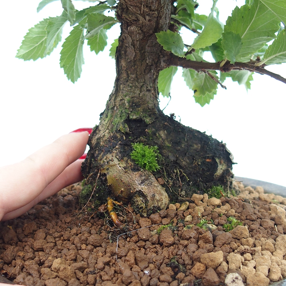 Vonkajšie bonsaje - Zelkova - Zelkova NIRE