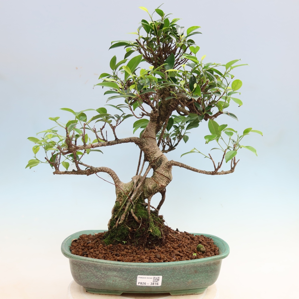 Izbové bonsaje - Ficus kimmen - drobnolistý fikus